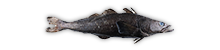 Patagonian Toothfish