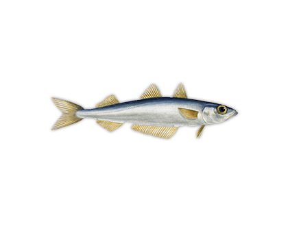 Southern Blue Whiting